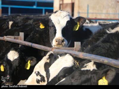 قطب تأمین ۱۰ درصد شیر تهران درگیر با بحران تداوم تولید