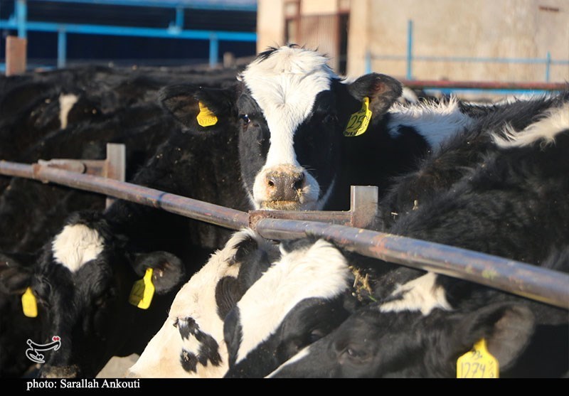 قطب تأمین ۱۰ درصد شیر تهران درگیر بحران تداوم تولید