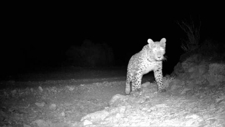 لحظه کمنظیر حضور پلنگ ایرانی در پارک ملی صیدوا مهدیشهر ثبت شد