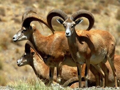 محیط زیست اصفهان: حیات وحش از تب برفکی مصون مانده است