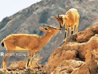 محیط زیست فیروزکوه: حیات‌وحش در زمستان به روستاها نزدیک‌تر می‌شود