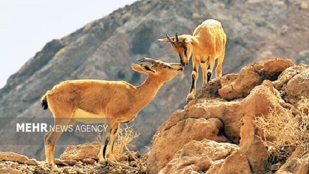 محیط زیست فیروزکوه: حیات‌وحش در زمستان به روستاها نزدیک‌تر می‌شود