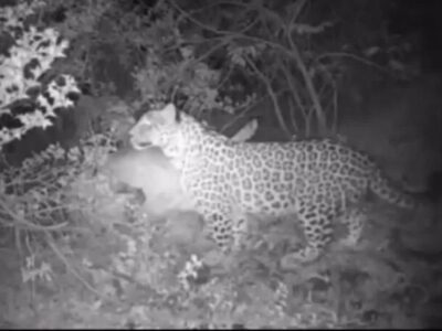 مشاهده پلنگ ایرانی در ارتفاعات جاده شهمیرزاد – چاشم