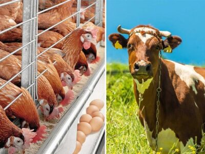 مشکلات تامین ارز نهادههای دامی توسط سران قوا رفع شد