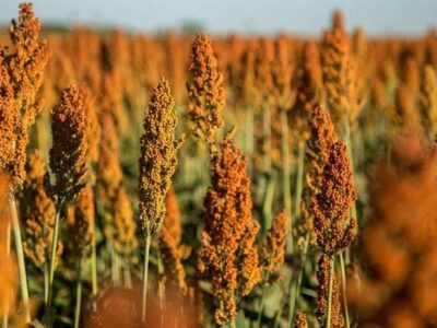 «نجات آب» ــ ۴۸ | ترویج کشت‌های نوین مقاوم به خشکی؛ مانند سورگوم