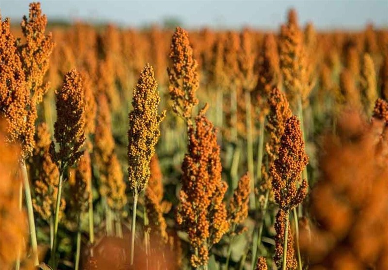 «نجات آب» ــ ۴۸ | ترویج کشت‌های نوین مقاوم به خشکی؛ مانند سورگوم