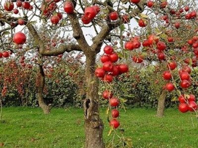 «نجات آب» ــ ۵۰ | مزایای مزرعه‌ها و باغ‌های چندکِِشتی و تنوع‌ در مزرعه