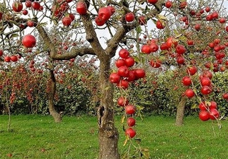 «نجات آب» ــ ۵۰ | مزایای مزرعهها و باغهای چندکِِشتی و تنوع در مزرعه
