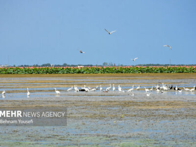 نقش تسهیلگری برنامه توسعه ملل متحد در تحقق حقابه تالابهای مرزی
