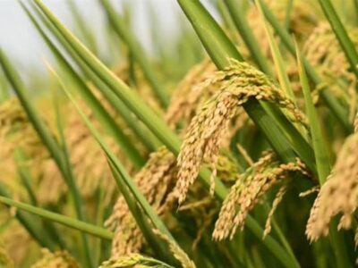 هسته‌ای در کشاورزی ــ ۶۶ | «برنج‌های معطر» با فناوری هسته‌ای