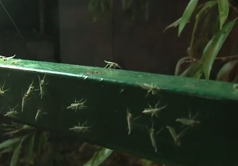 هسته‌ای در کشاورزی ــ ۶۸ | کاربرد فناوری هسته‌ای در کنترل کنه و سفیدبالک گلخانه‌ای