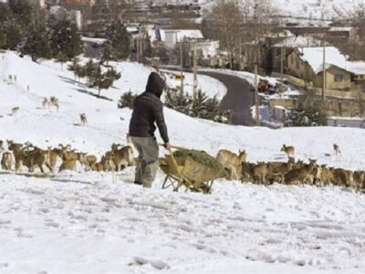 هشدار درباره نزدیک شدن حیات‌وحش به مناطق مسکونی با سرد شدن هوا