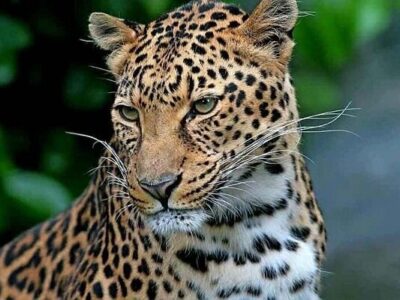 وجود پلنگ ایرانی در پارک ملی لار تأیید شد