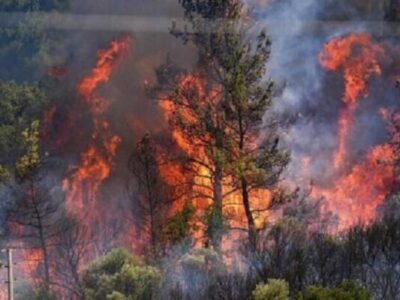 پدیده آتشسوزی در جنگلهای کشور به یک بحران ساختاری تبدیل شده است