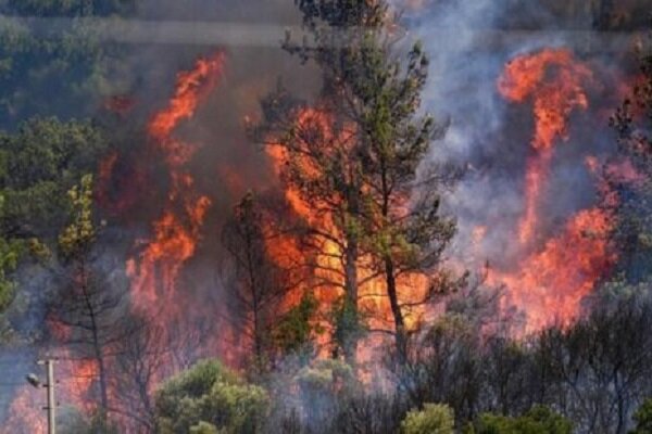 پدیده آتشسوزی در جنگلهای کشور به یک بحران ساختاری تبدیل شده است