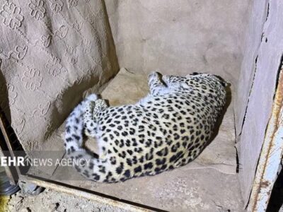 پلنگ شهمیرزاد در تور حفاظت؛ «زنده‌گیری»برای نجات حیات‌وحش و امنیت مردم
