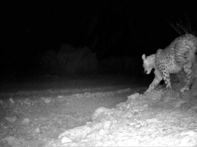 پلنگ طزره دامغان در زیستگاه طبیعی مشاهده شد