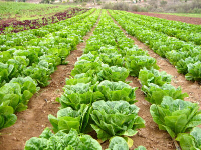 پیش بینی ارزش ۵.۳۶میلیارد دلاری بازار جهانی کاهو | کاهش ۷۹درصدی ارزش صادراتی کاهوی ایران