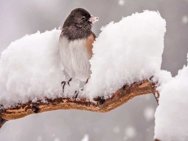 کاهش محسوس دما تا دوشنبه در نیمه شرقی کشور، ارتفاعات البرز و
زاگرس