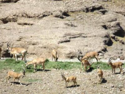 کشاورز خیر برای حیاتوحش موته علوفه اهدا کرد