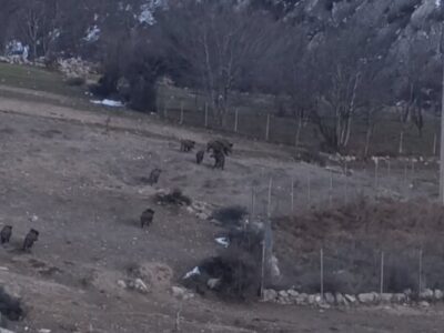 گله گرازهای وحشی در پناهگاه حفاظت‌شده پرور