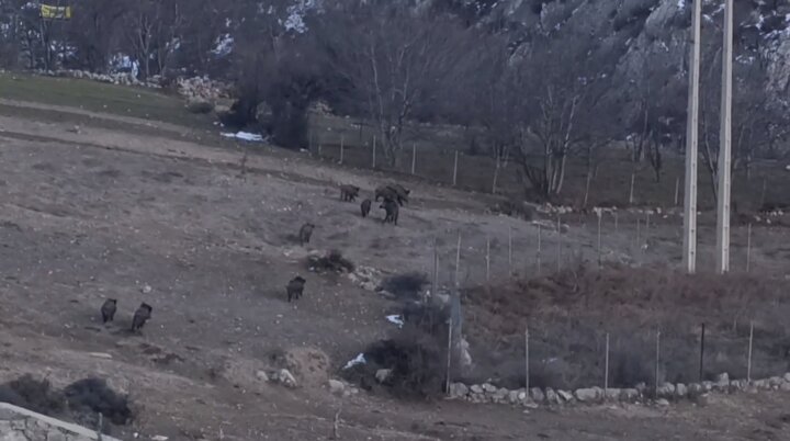 گله گرازهای وحشی در پناهگاه حفاظت‌شده پرور