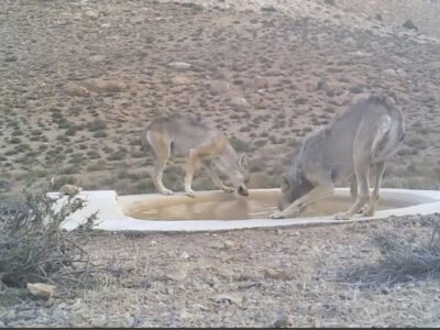 ۴ قلاده گرگ خاکستری میهمانان پارک ملی صیدوا