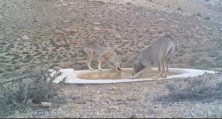 ۴ قلاده گرگ خاکستری میهمانان پارک ملی صیدوا