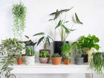 ۹ گیاه با نگهداری آسان که میتوانند هوای خانه را پاک کنند