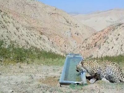 رهاسازی پلنگ شهمیرزاد در زیستگاه با تأیید سلامت کامل