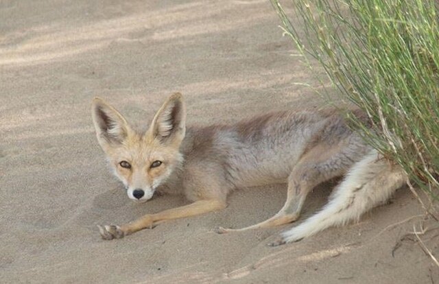 علت حضور روباه‌ها در تهران چیست؟