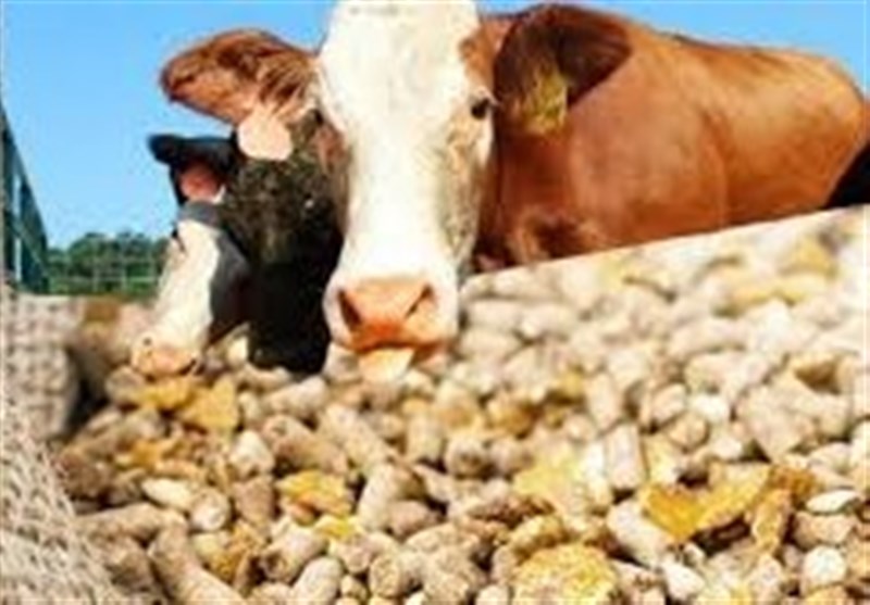 قیمت نهادههای دامی پس از حذف ارز ترجیحی کشف شد