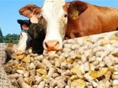 قیمت نهادههای دامی پس از حذف ارز ترجیحی کشف شد