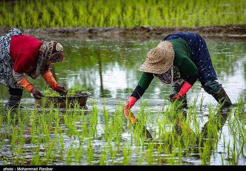 «نجات آب» ــ ۵۳ | آموزش زنان کشاورز در مناطق کم‌برخوردار