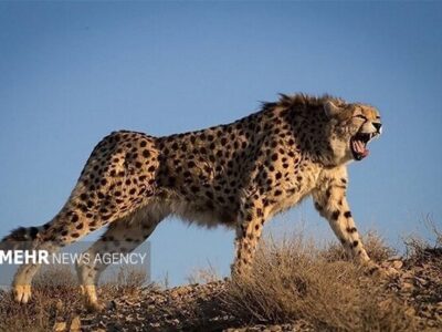 نور امید در توران شاهرود؛ ثبت دو یوز آسیایی توسط همیار محلی