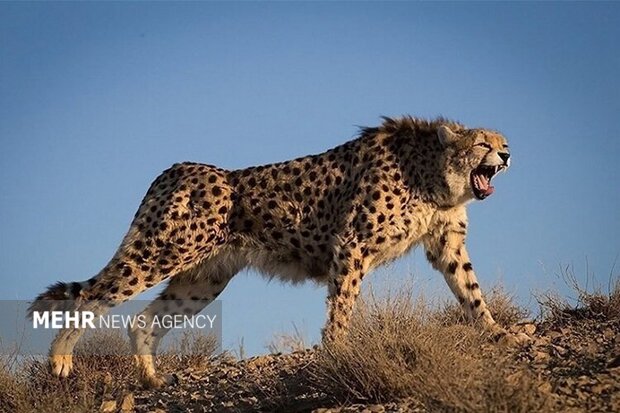 نور امید در توران شاهرود؛ ثبت دو یوز آسیایی توسط همیار محلی