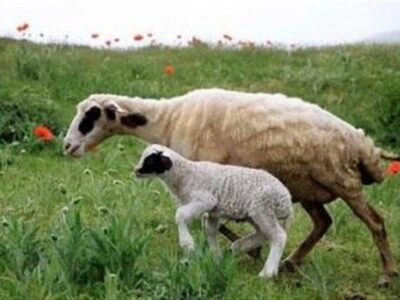 هسته‌ای در کشاورزی ــ ۷۳ | کاربرد هسته‌ای در کنترل انگل‌های گوسفند