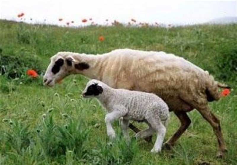 هسته‌ای در کشاورزی ــ ۷۳ | کاربرد هسته‌ای در کنترل انگل‌های گوسفند