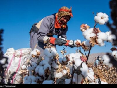 هسته‌ای در کشاورزی ــ ۷۹ |اصلاح پنبه برای عملکرد بیشتر