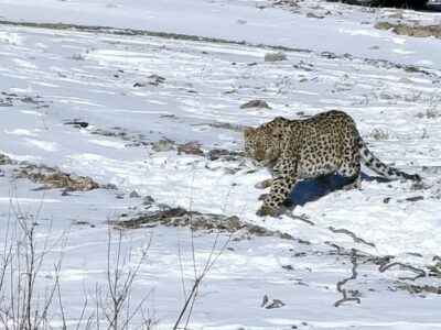 پلنگ شهمیرزاد در طبیعت رهاسازی شد
