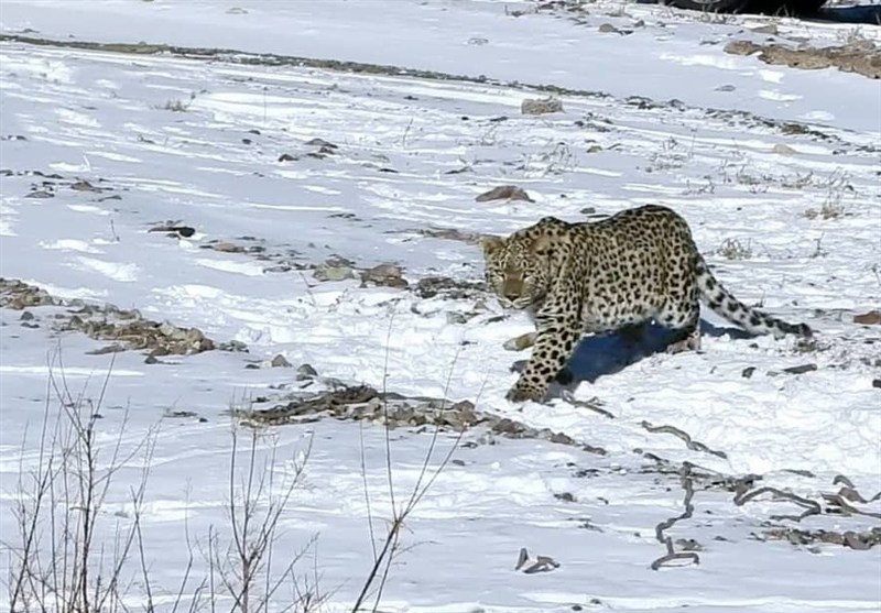 پلنگ شهمیرزاد در طبیعت رهاسازی شد