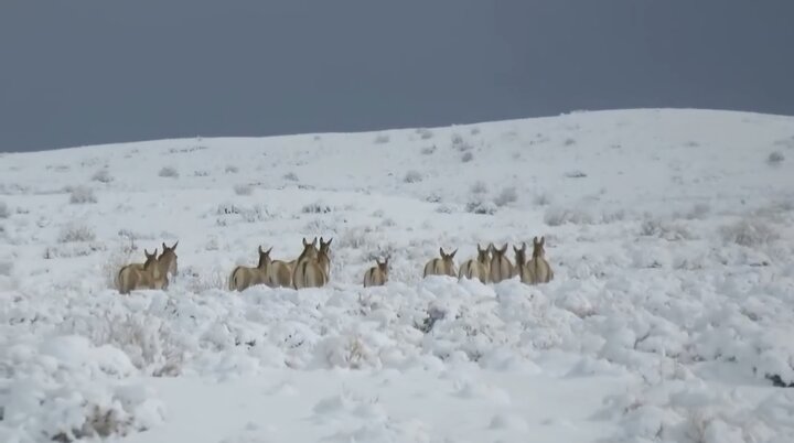 گورخرهای پارک ملی توران در یک روز برفی