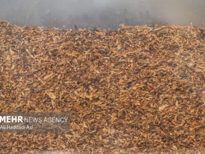 ۲۷ درصد بازار سیگار و ۹۳ درصد بازار تنباکو در اختیار قاچاقچیان است