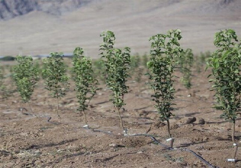 آیا “قانون تنفس” جنگل‌های شمال‌ را نجات داد؟