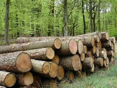 احیا و نجات درختان کهنسال محله طرشت با اجرای طرح ترمیم تنه