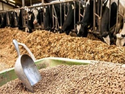 اعلام نرخ ارشادی نهاده‌های دامی بالاتر از بازار