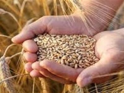 تأمین ۱۰۰ همت اعتبار جدید برای خرید گندم پس از حذف ارز ترجیحی