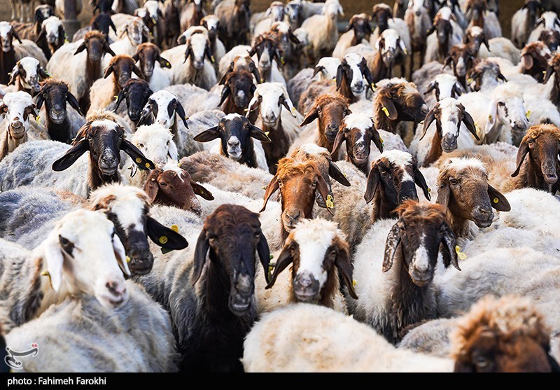 تزریق ۵۰ هزار میلیارد تومان برای تامین نقدینگی صنعت دام و طیور