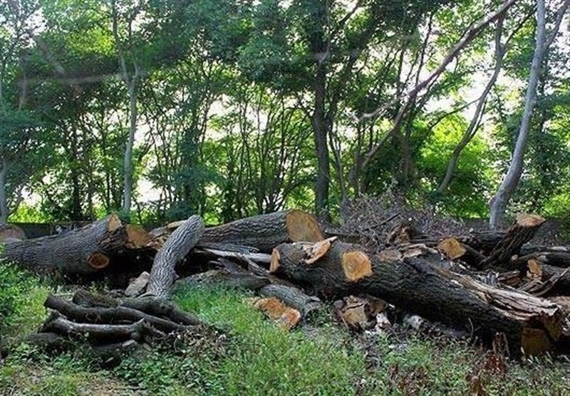 ‌روایت یک بحران زیست‌محیطی؛ ‌جنگل‌هایی که آهسته می‌میرند