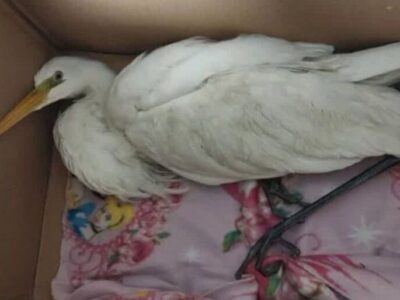 واکنش محیط‌ زیست استان تهران به ادعای انتقال لک‌ لک‌ ها به شهرری